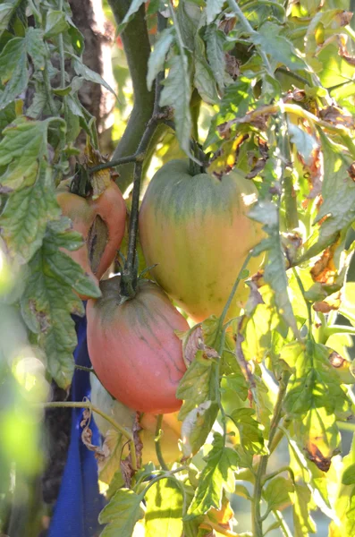 Pomodoro biologico su una luce del mattino — Foto Stock