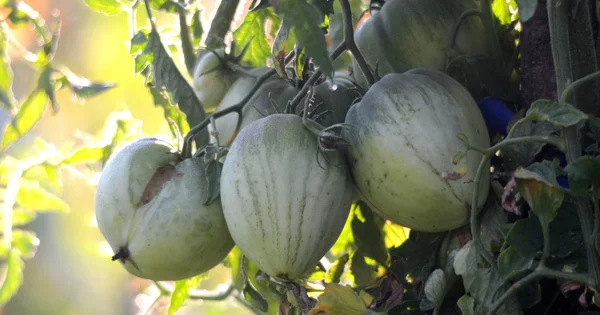 Tomate biologique sur une lumière du matin — Photo