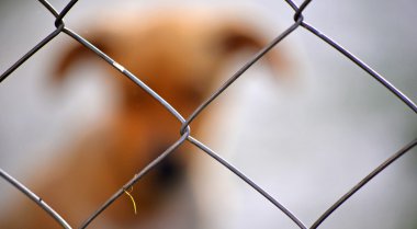 Sevimli Amstaff yavru köpek, hayvan Tema