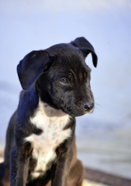 Sevimli Amstaff yavru köpek, hayvan Tema