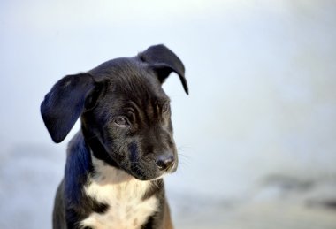 Sevimli Amstaff yavru köpek, hayvan Tema