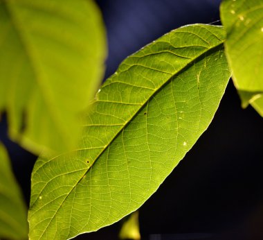Yeşil ceviz ağacının sunrise bırakır.