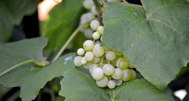 bir sabah ışık olgun üzüm