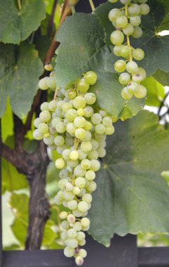 bir sabah ışık olgun üzüm