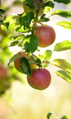 Sabahı erken orchard elma