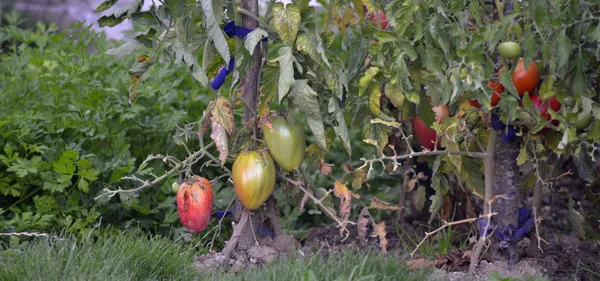 Organic tomatoes in a vegetable garden — Stock Photo, Image