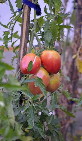 Tomates ecológicos en un huerto — Foto de Stock