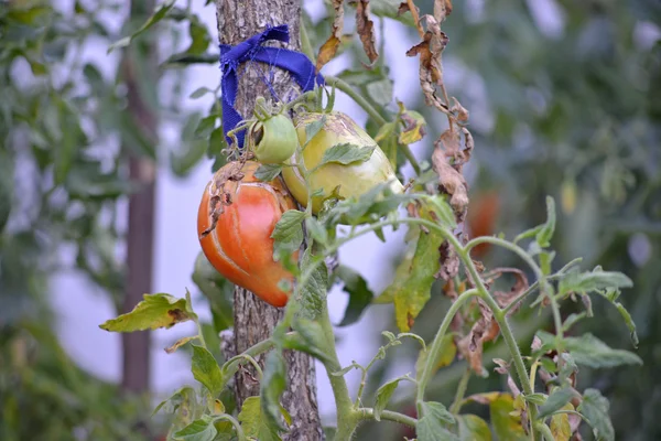 Tomates orgânicos em uma horta — Fotografia de Stock