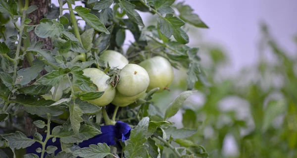 Tomates orgânicos em uma horta — Fotografia de Stock