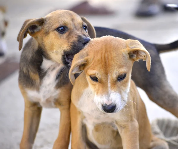 Lindos cachorros de Amstaff perro, tema animal — Foto de Stock