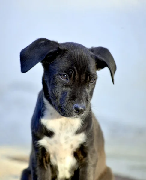 Söt Amstaff valpar hund, djur tema — Stockfoto