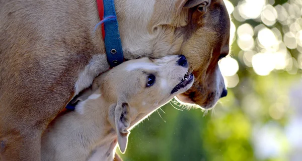 Söta valpar av Amstaff hund spelar, djur tema — Stockfoto