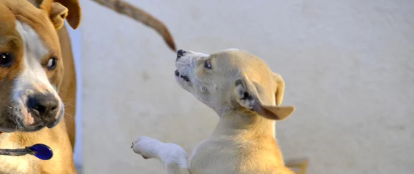 Cute Puppies of Amstaff dog playing,  animal theme