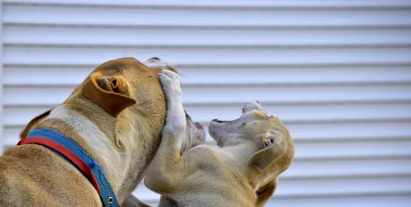 Aranyos Amstaff kiskutyák kutya játék, állat téma — Stock Fotó