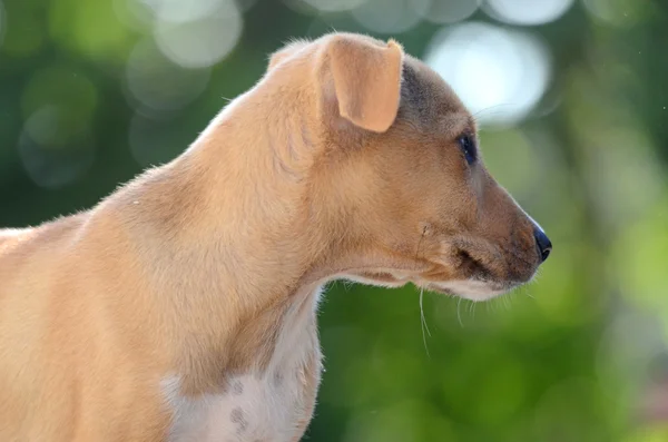 Cute Puppies of Amstaff dog, animal theme — Stock Photo, Image
