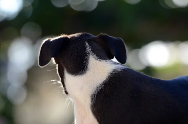 Cute Puppies of Amstaff dog, animal theme — Stock Photo, Image