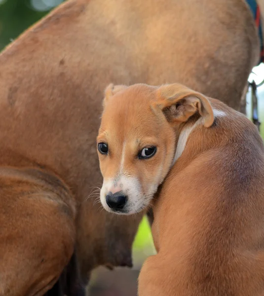 Aranyos Amstaff kiskutyák kutya, állat téma — Stock Fotó