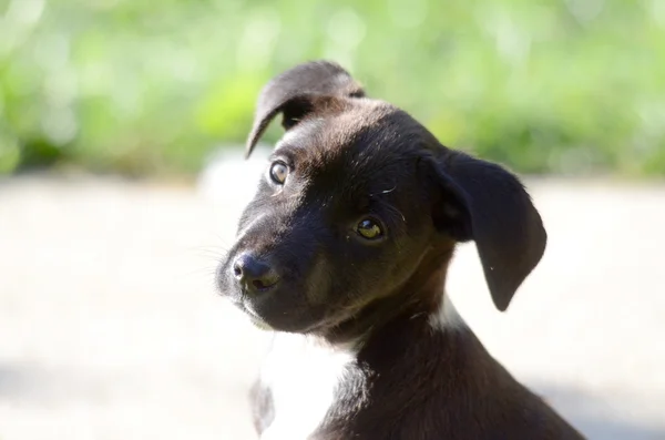 Cuccioli svegli del cane Amstaff, tema animale — Foto Stock