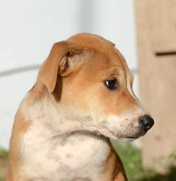 Schattige Puppies van Amstaff hond, dier thema — Stockfoto