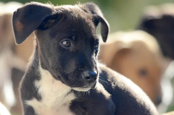 Aranyos Amstaff kiskutyák kutya, állat téma — Stock Fotó