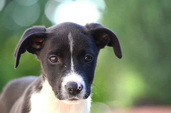 Cuccioli svegli del cane Amstaff, tema animale — Foto Stock