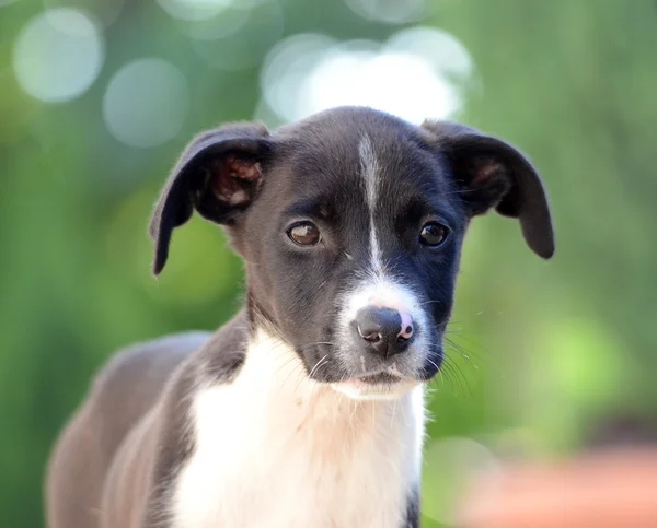 Lindos cachorros de Amstaff perro, tema animal — Foto de Stock