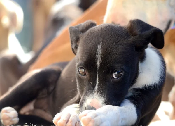 Lindos cachorros de Amstaff perro, tema animal — Foto de Stock