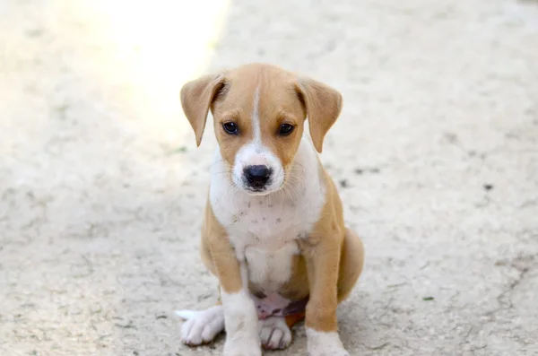 Cute Puppies of Amstaff dog, animal theme — Stock Photo, Image