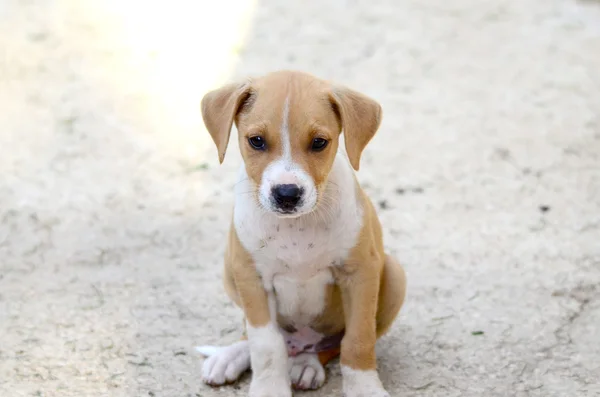 Lindos cachorros de Amstaff perro, tema animal — Foto de Stock