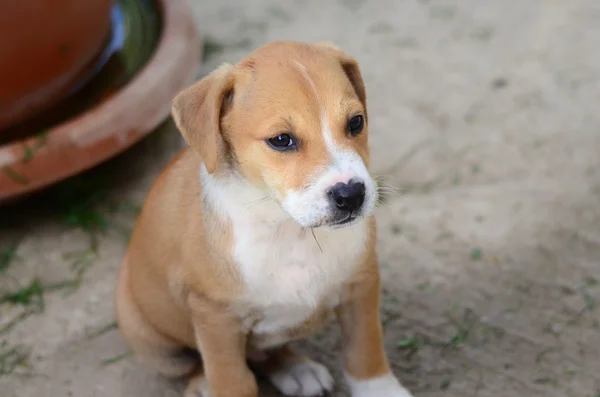 Sevimli Amstaff yavru köpek, hayvan Tema — Stok fotoğraf