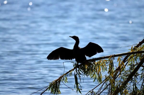 Oiseaux cormorans dans le lac prespa, macédonie — Photo