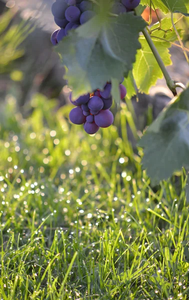 Raisin mûr sur une lumière du matin — Photo