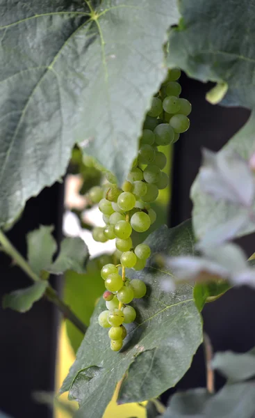 Спелый виноград на утреннем свете — стоковое фото