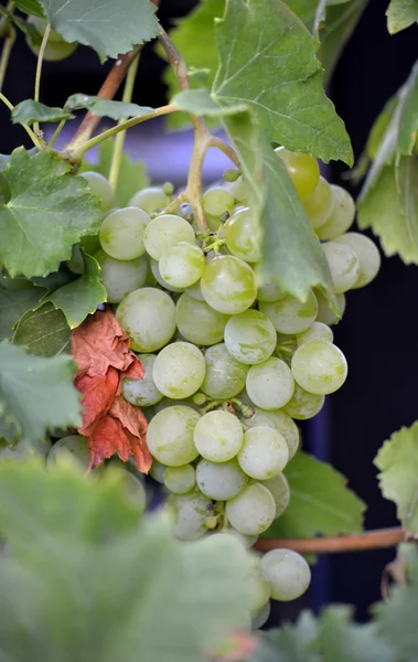 Ripe grape on a morning light — Stock Photo, Image