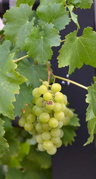 Спелый виноград на утреннем свете — стоковое фото