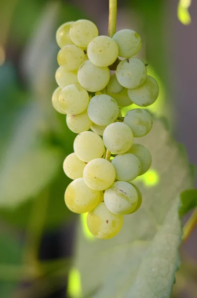Érett szőlő a reggeli fényben — Stock Fotó