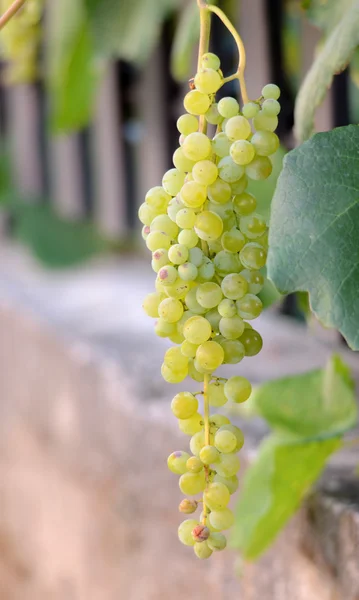 Raisin mûr sur une lumière du matin — Photo