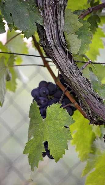 Raisin mûr sur une lumière du matin — Photo