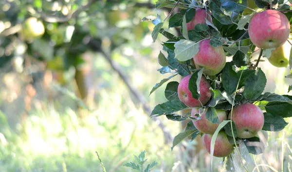 Manzanas en el huerto temprano en la mañana — Foto de Stock