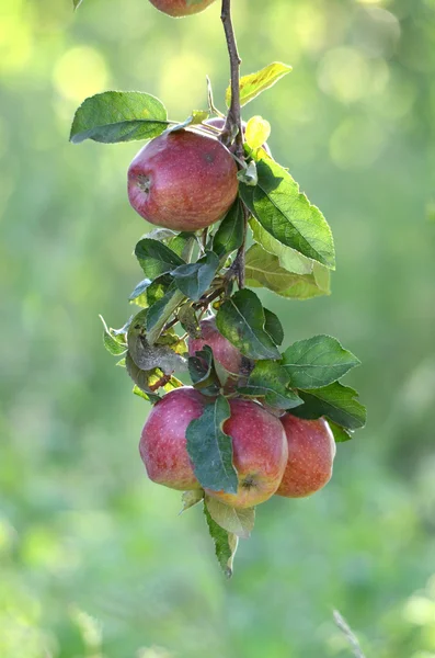 Manzanas en el huerto temprano en la mañana — Foto de Stock