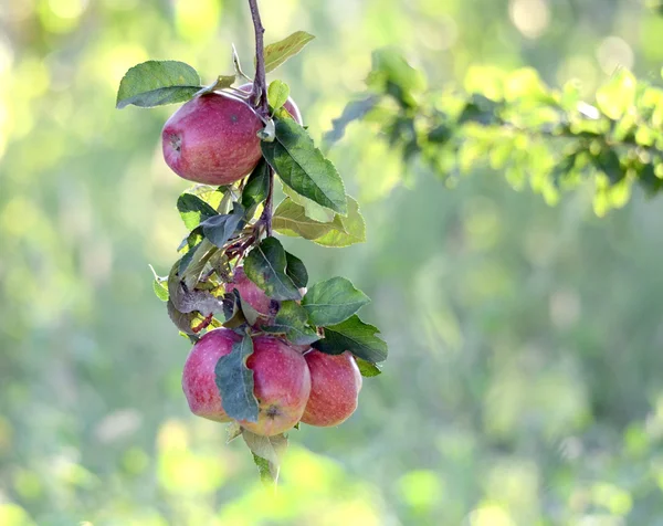 Jablka v sadech v časně ráno — Stock fotografie