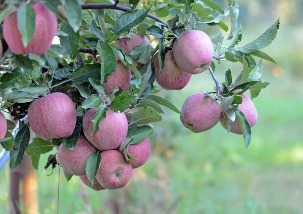 Яблука в саду рано вранці Стокове Зображення