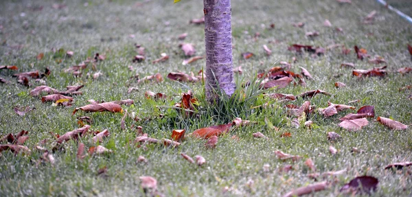 Der Herbst kommt — Stockfoto