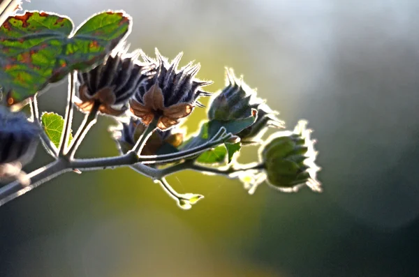 Dry plant flowers against morning sun — Stock Photo, Image