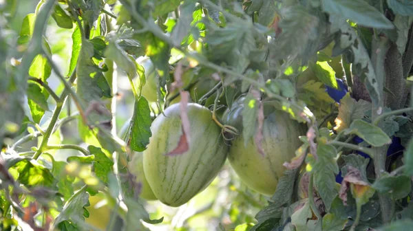 Pomodori biologici puri in orto — Foto Stock