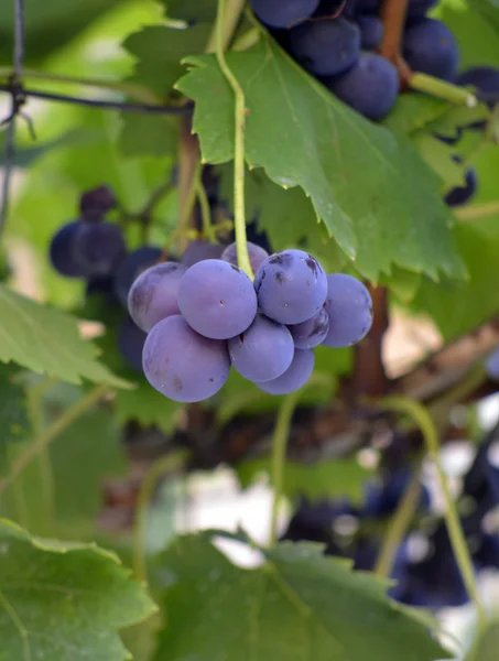 Připraven na sklizeň zralých hroznů — Stock fotografie