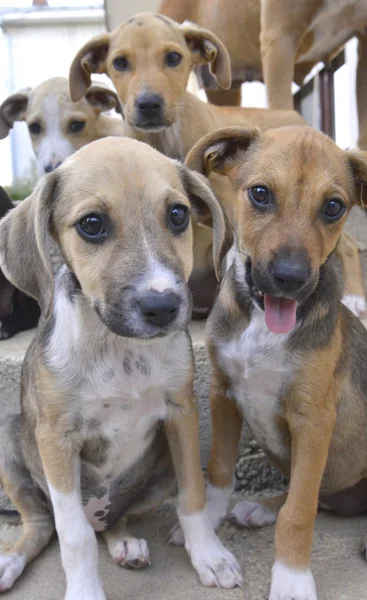 Lindo y juguetón cachorros — Foto de Stock