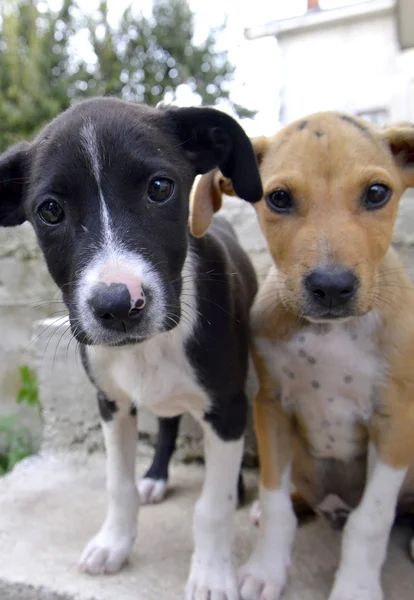 Lindo y juguetón cachorros — Foto de Stock