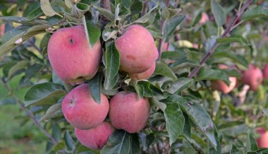 kırmızı elma meyve bahçesinde büyüyen,
