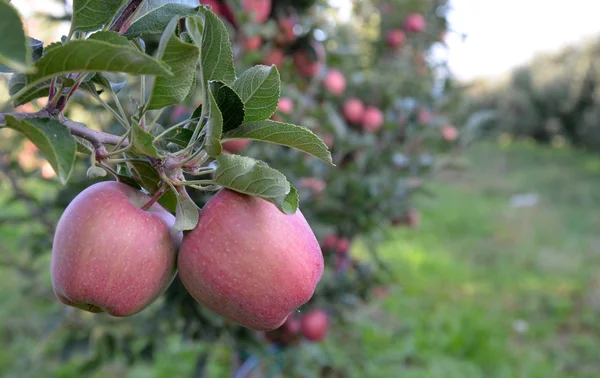 Rode appel groeit in boomgaard, — Stockfoto